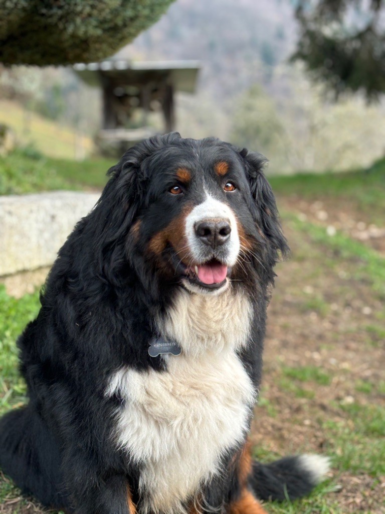 Omeya de la chaîne des pyrénées