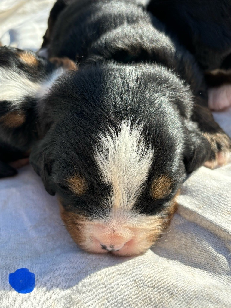 Des Etoiles Du Vercors - Chiot disponible  - Bouvier Bernois