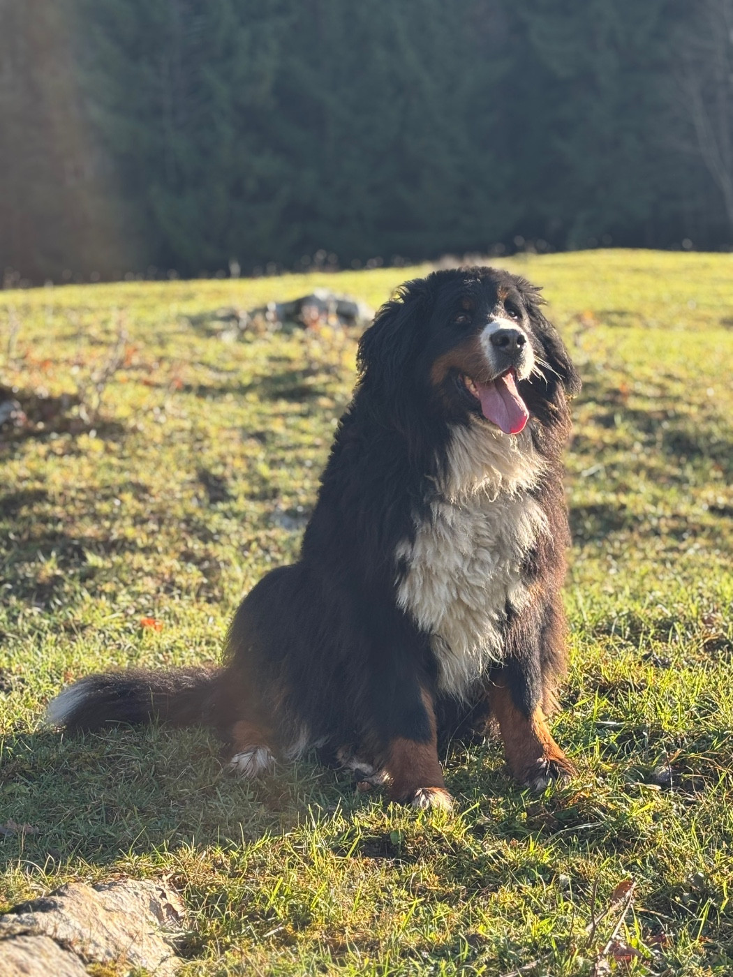 Omeya de la chaîne des pyrénées