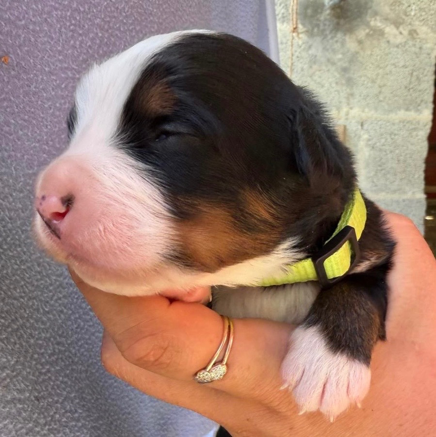 Des Etoiles Du Vercors - Chiots disponibles - Bouvier Bernois
