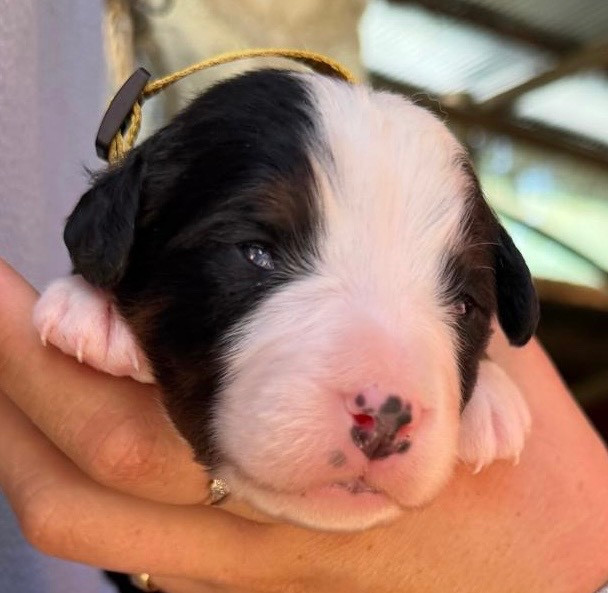 Des Etoiles Du Vercors - Chiots disponibles - Bouvier Bernois