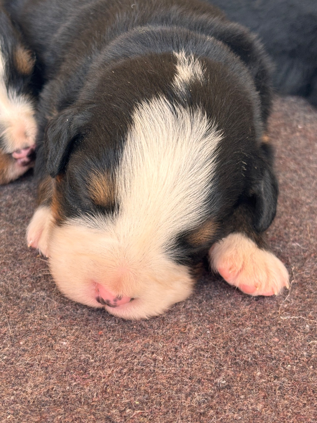 Des Etoiles Du Vercors - Chiots disponibles - Bouvier Bernois